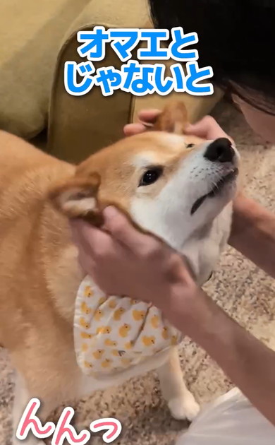 長男帰国でワンコたち大パニック