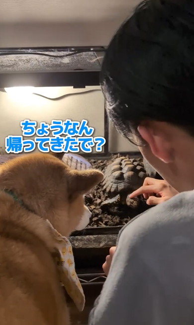 長男帰国でワンコたち大パニック