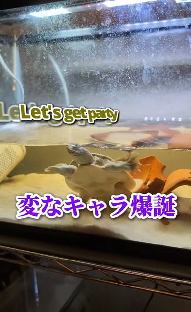 長男帰国でワンコたち大パニック