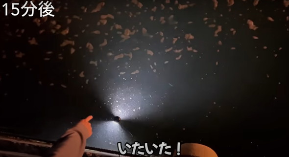 100均ライトを海に落とすと魚がめちゃくちゃ釣れた