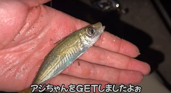 100均ライトを海に落とすと魚がめちゃくちゃ釣れた