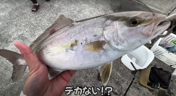 100均ライトを海に落とすと魚がめちゃくちゃ釣れた