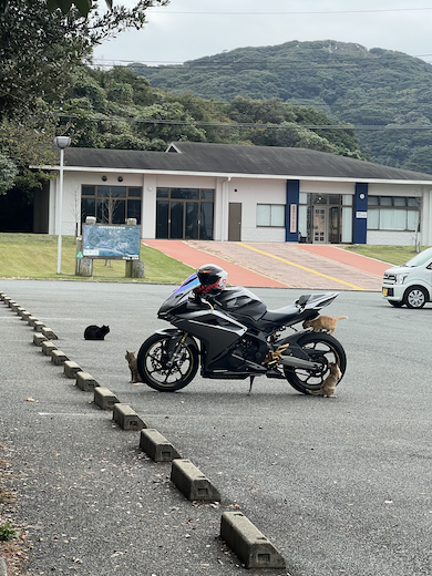 バイクの周りに猫