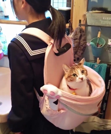 お姉ちゃんが大好きな猫