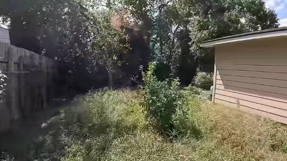 作業前の庭の様子