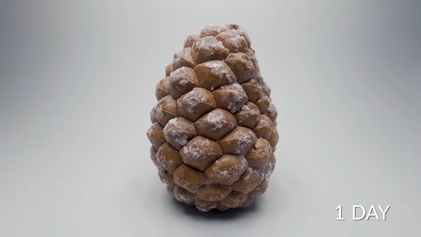 1日目の松ぼっくり