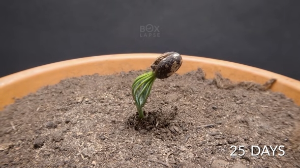 25日目の松ぼっくり