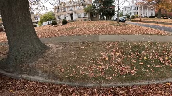 作業前の庭の様子