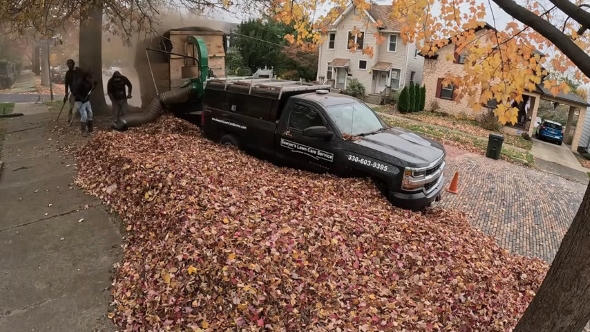 歩道付近の落ち葉の様子