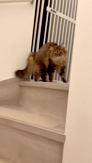 逃げるニャンコ