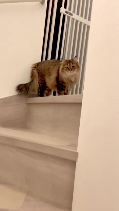 こちらを見つめるニャンコ