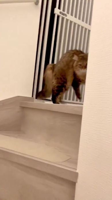 出しすぎちゃった猫 A former stray cat goes on a late-night sprint on a cat