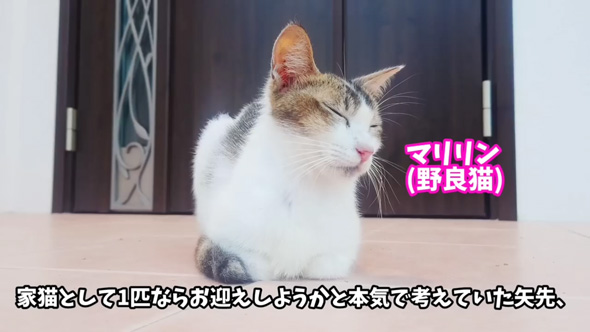 野良猫 母猫 子猫 傷だらけ ガリガリ 保護 助けた 家族 恩返し