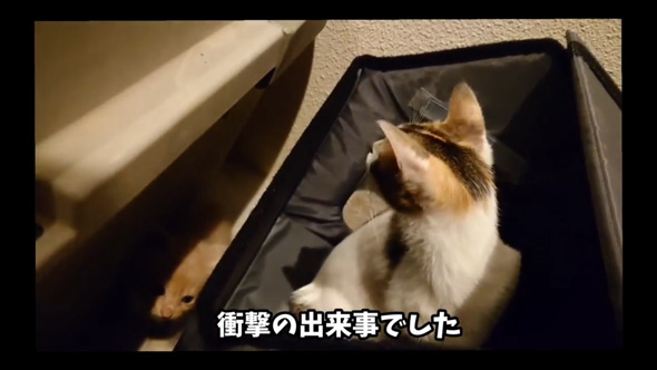 野良猫 母猫 子猫 傷だらけ ガリガリ 保護 助けた 家族 恩返し