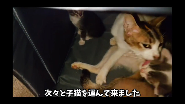 野良猫 母猫 子猫 傷だらけ ガリガリ 保護 助けた 家族 恩返し