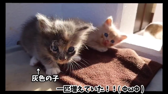野良猫 母猫 子猫 傷だらけ ガリガリ 保護 助けた 家族 恩返し