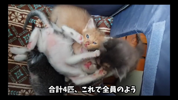 野良猫 母猫 子猫 傷だらけ ガリガリ 保護 助けた 家族 恩返し