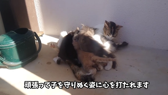 野良猫 母猫 子猫 傷だらけ ガリガリ 保護 助けた 家族 恩返し