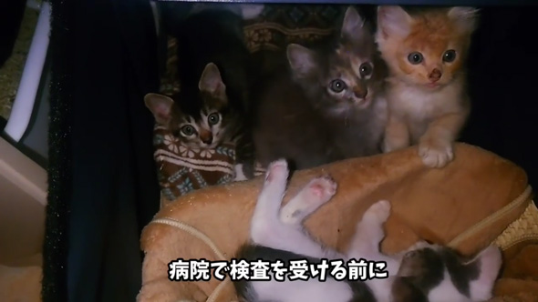 野良猫 母猫 子猫 傷だらけ ガリガリ 保護 助けた 家族 恩返し