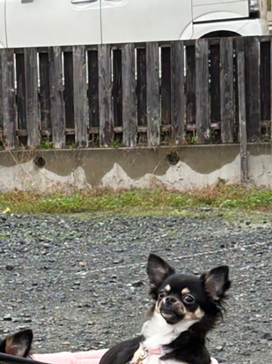 ペットカートに乗っているチワワのワンコ