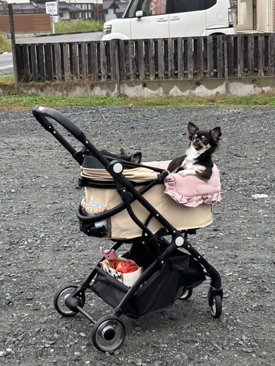 ペットカートに乗っているチワワのワンコ