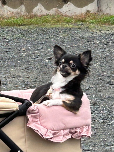 ペットカートに乗っているチワワのワンコ