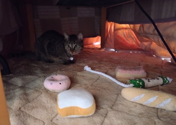 コタツの中にいる猫ちゃんとおもちゃ