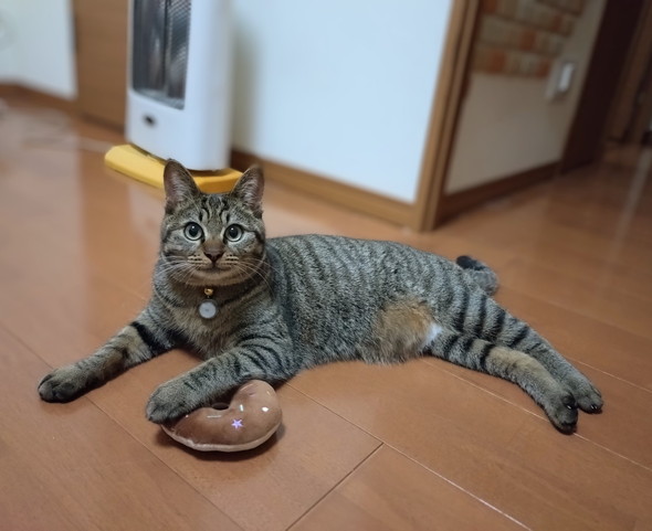 ドーナツのぬいぐるみを確保している猫ちゃん