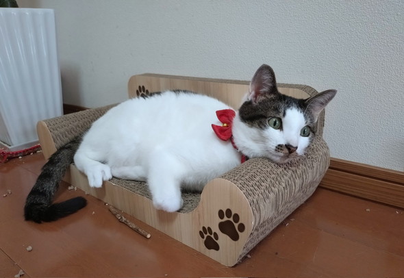爪研ぎベッドでくつろぐ猫ちゃん