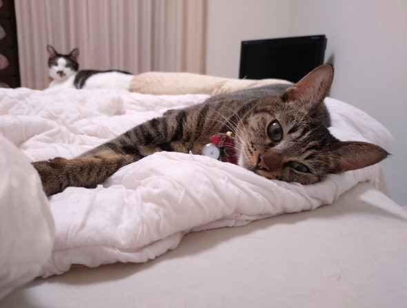 布団の上の猫ちゃん