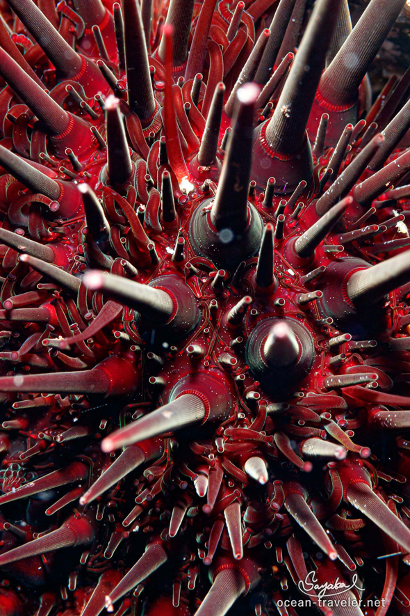 ウニの超拡大写真