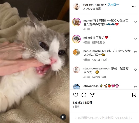 遠野なぎこの愛猫・愁くん