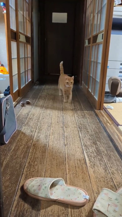 歩く猫