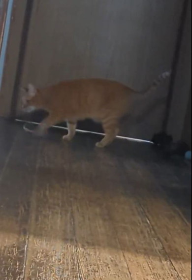 ボールを捨てた猫