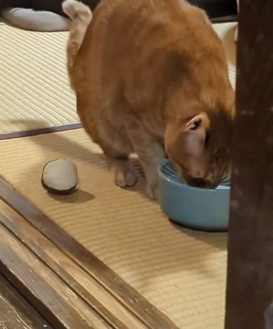 水を飲む猫