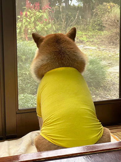 おにぎりになるワンコ