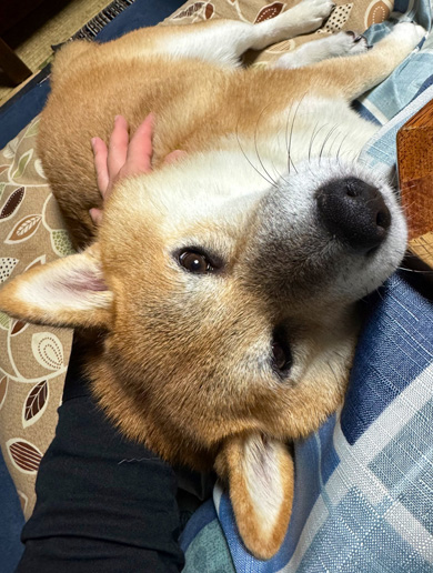 横になるワンコ