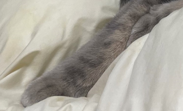 右腕にカレーと書かれた猫