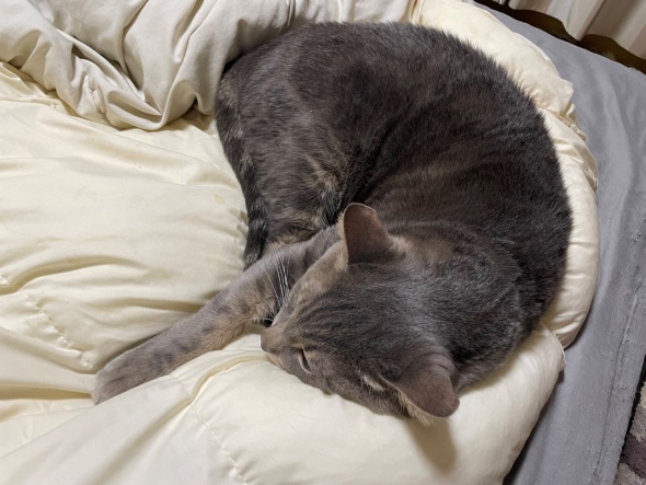 右腕にカレーと書かれた猫