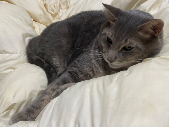 右腕にカレーと書かれた猫