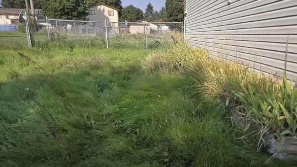 草刈り前の裏庭