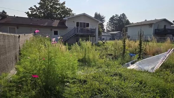 背丈よりも育った庭の雑草