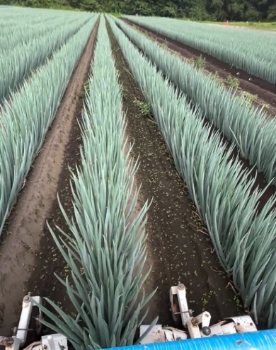 広大な土地にあるネギ畑