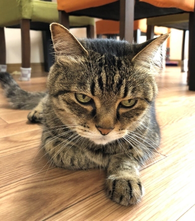 前足を差し出すニャンコ