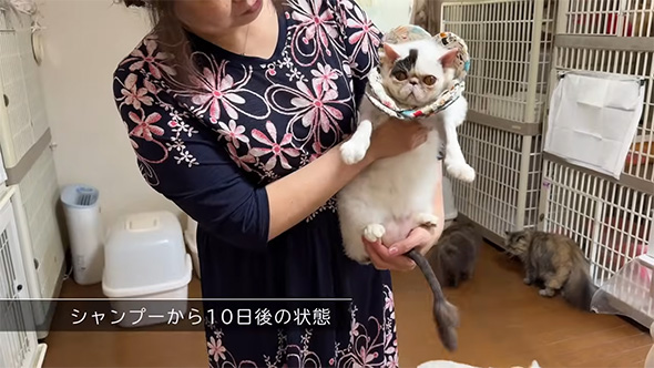 シャンプーから10日後