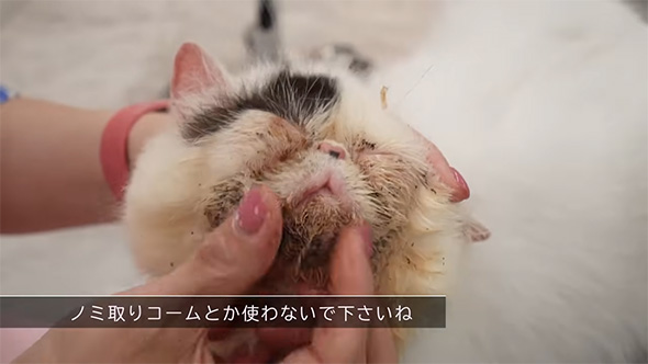 ノミ取りコームとか