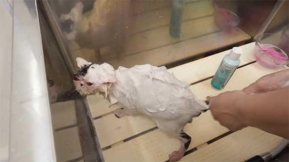 シャンプー中の猫