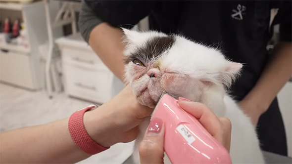 顔をバリカンする猫