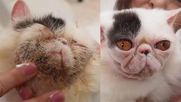 猫ちゃんビフォーアフター