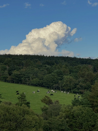 青空の下で放牧地でたたずむ牛たち